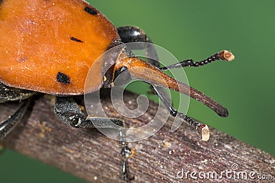 Palm weevil Rhynchophorus ferrugineus Stock Photo