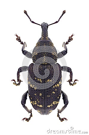 Beetle Hylobius abietis Stock Photo