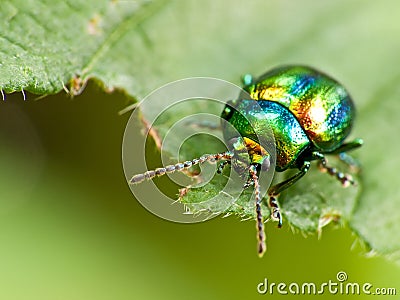 Beetle insect on a leaf Stock Photo