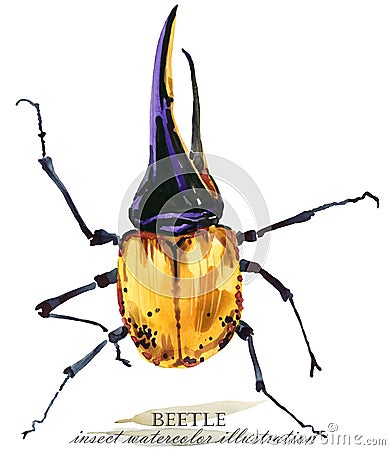 Beetle. Insect watercolor illustration. Cartoon Illustration