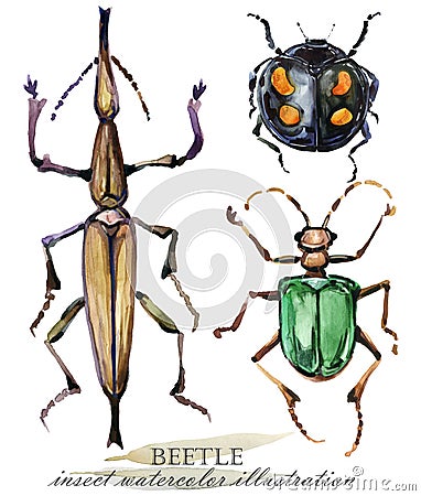 Beetle. Insect watercolor illustration. Cartoon Illustration