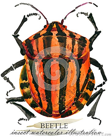 Beetle. Insect watercolor illustration. Cartoon Illustration