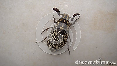 Beetle isolated . Polyphylla fullo beetle on white background close up the head of a beetle closeup beetle insects, insect, bug, Stock Photo