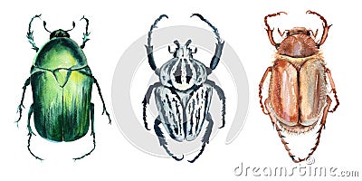 Beetle. Isolated on white background. Cartoon Illustration