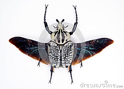 Beetle isolated on white. Goliathus orientalis black wings close up macro, collection insects Stock Photo