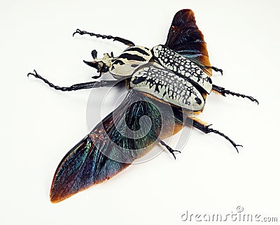 Beetle isolated on white. Goliathus orientalis black wings close up macro, collection insects Stock Photo