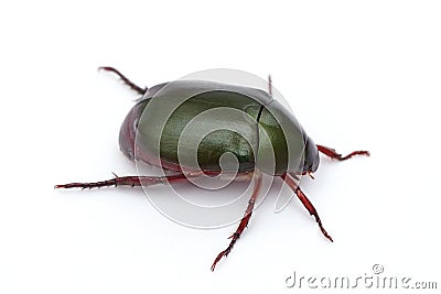 Green beetle Stock Photo