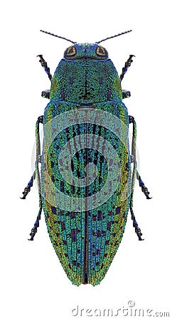 Beetle Lamprodila tschitscherini Stock Photo