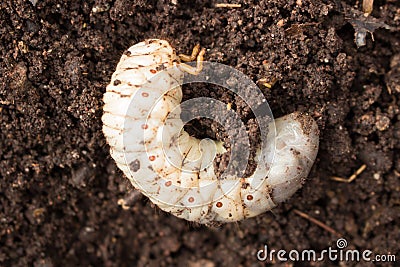 Beetle Larvae Stock Photo