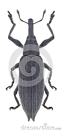 Beetle Lixus iridis Stock Photo