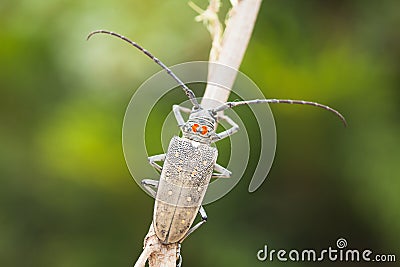 Beetle with long antena Stock Photo