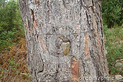 Beetle. longhorn beetle in Europe. closeup giant beetle on the tree in the summer. insect in the wild nature, wildlife. insects in Stock Photo