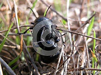 Beetle in love Stock Photo