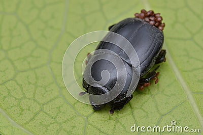 Beetle and mites Stock Photo
