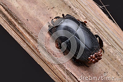 Beetle and mites Stock Photo