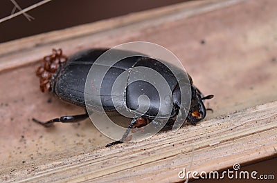 Beetle and mites Stock Photo