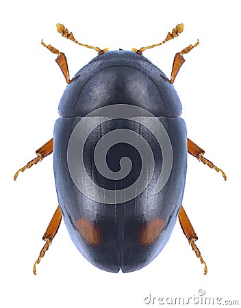 Beetle Olibrus bicolor Stock Photo