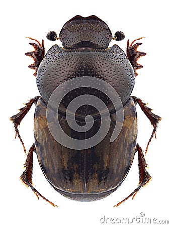 Beetle Onthophagus nebulosus Stock Photo