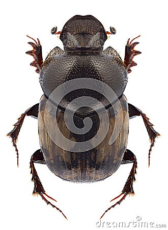 Beetle Onthophagus nebulosus Stock Photo