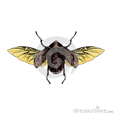 Beetle with open wings top view, Vector Illustration
