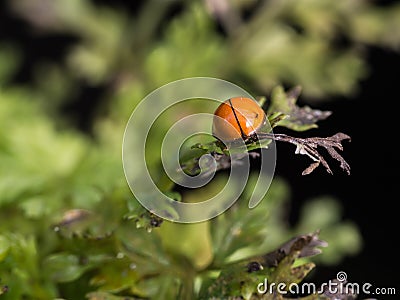 Beetle Perched on a Leaves Stock Photo