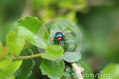 A Beetle perched on a plant leaf. Superfamily Scarabaeoidea, Fam Stock Photo
