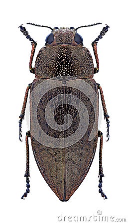 Beetle Perotis lugubris lugubris Stock Photo
