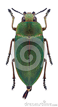 Beetle Perotis margotana Stock Photo