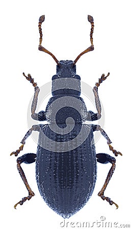 Beetle Phyllobius brevis Stock Photo
