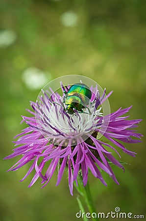 Beetle Stock Photo