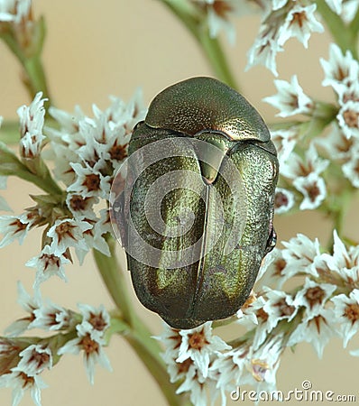 Beetle Protaetia (Potosia) cuprina Stock Photo