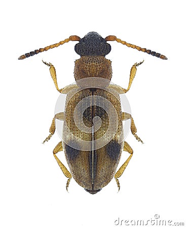 Beetle Psammoecus bipuncatatus Stock Photo