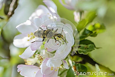 Beetle rhagium mordax collects nectar from the apple tree Stock Photo