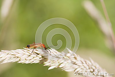 Beetle (Rhagonycha fulva) Stock Photo