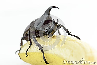 Beetle, Rhinoceros beetle, Rhino beetle, Hercules beetle, Unicorn beetle, Horn beetle (Dynastinae) Stock Photo