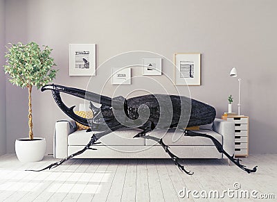 The beetle in the room Stock Photo