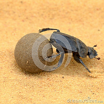 Scarab beetle Stock Photo