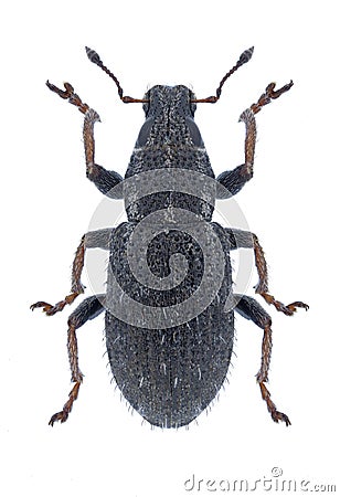 Beetle Sitona hispidulus Stock Photo