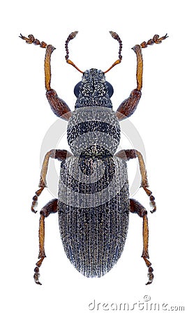Beetle Sitona languidus Stock Photo