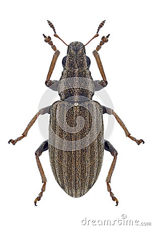 Beetle Sitona lineatus Stock Photo