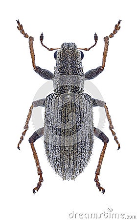 Beetle Sitona macularius Stock Photo