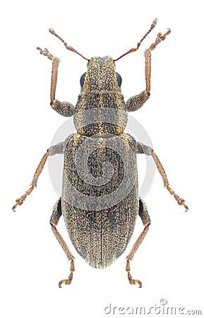 Beetle Sitona puncticollis Stock Photo