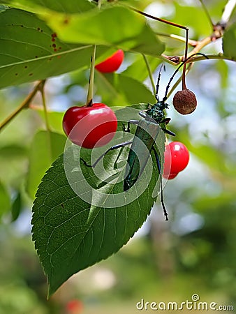 Beetle is sitting on a branch cherries tree near Stock Photo
