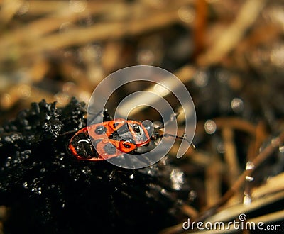 Beetle soldier in droplets on dry grass. Stock Photo