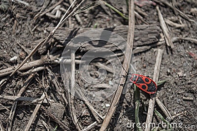 Beetle soldier or firebug on the ground Stock Photo
