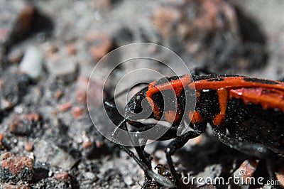 Beetle soldier or firebug in macro with blurred background. Eyes, head in focus and body in red and black colors with dots. Photo Stock Photo