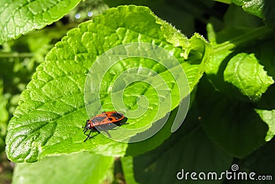 Beetle-soldier sits on a freshly unfolded leaf Stock Photo