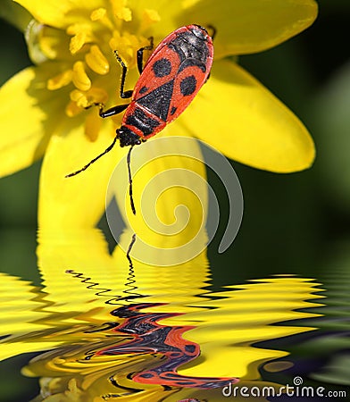 Beetle soldier by the water Stock Photo