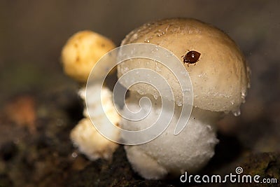 Beetle teasting fungi Stock Photo