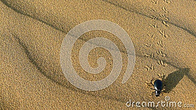 Beetle in the Thar Desert, India Stock Photo